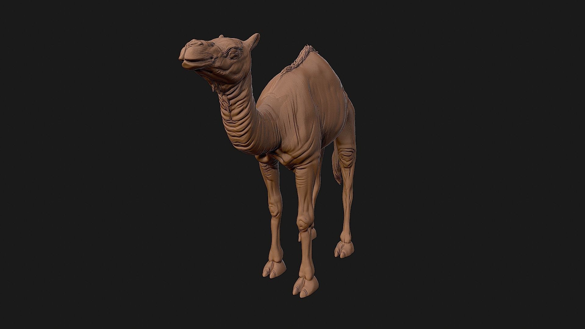 Camel 3D model ready to print 3D print model_17