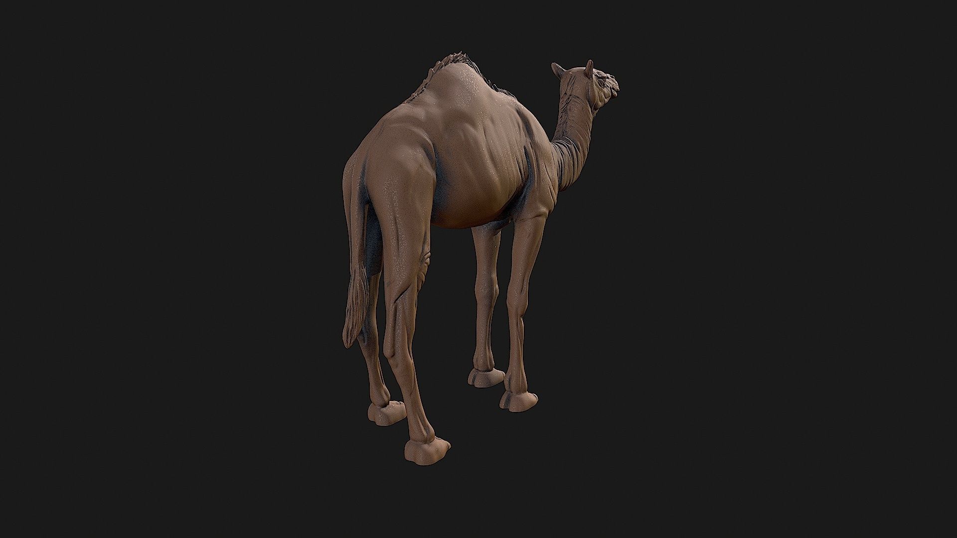 Camel 3D model ready to print 3D print model_23