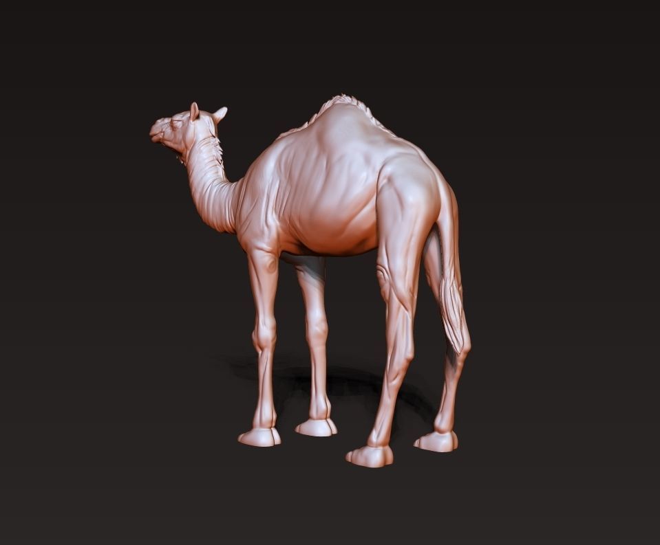 Camel 3D model ready to print 3D print model_4