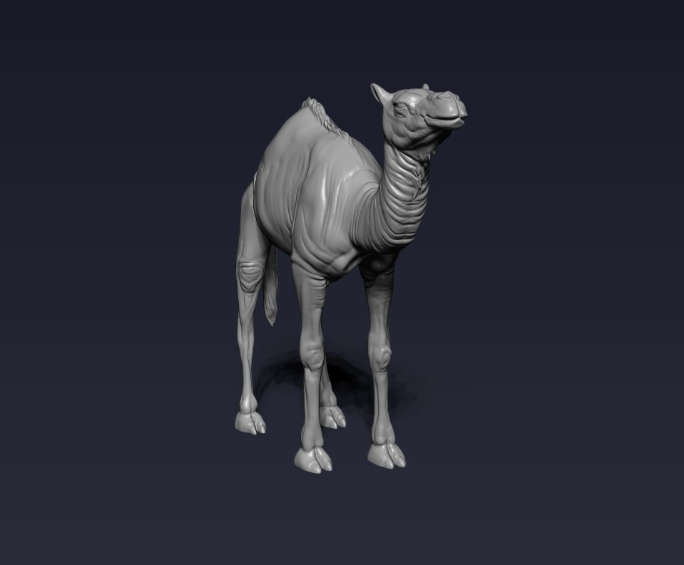 Camel 3D model ready to print 3D print model_8