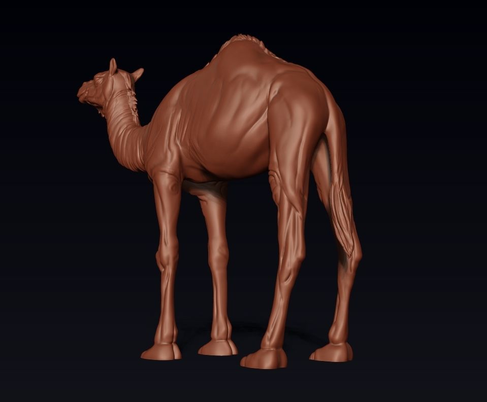 Camel 3D model ready to print 3D print model_15