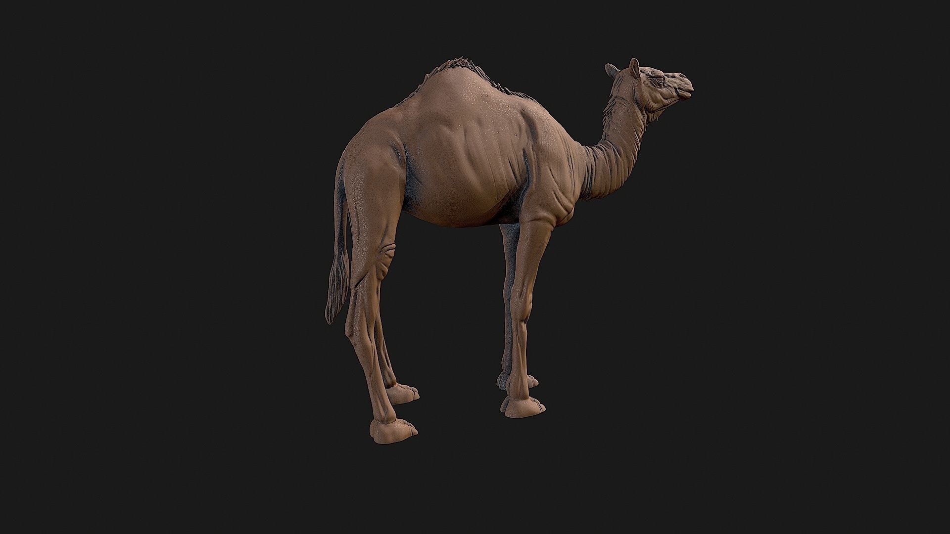 Camel 3D model ready to print 3D print model_24