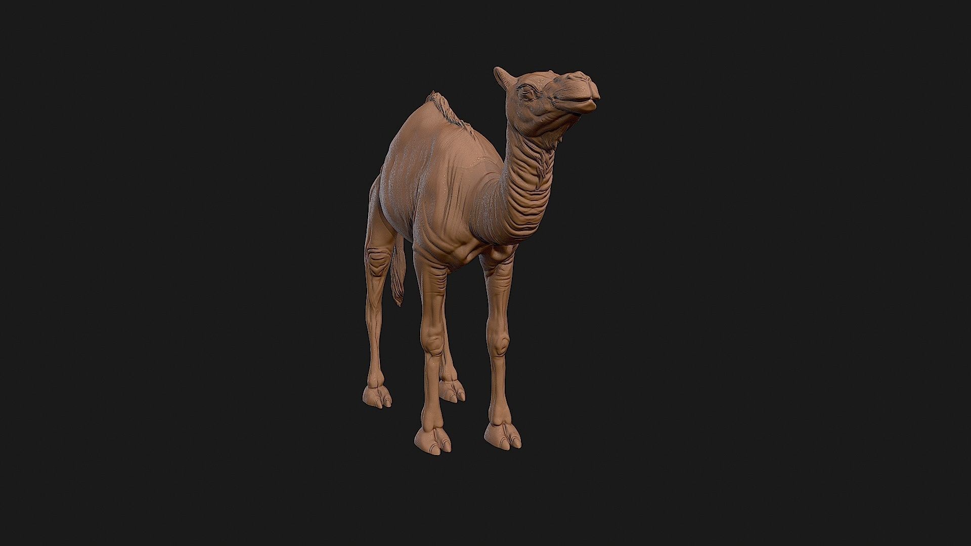 Camel 3D model ready to print 3D print model_26