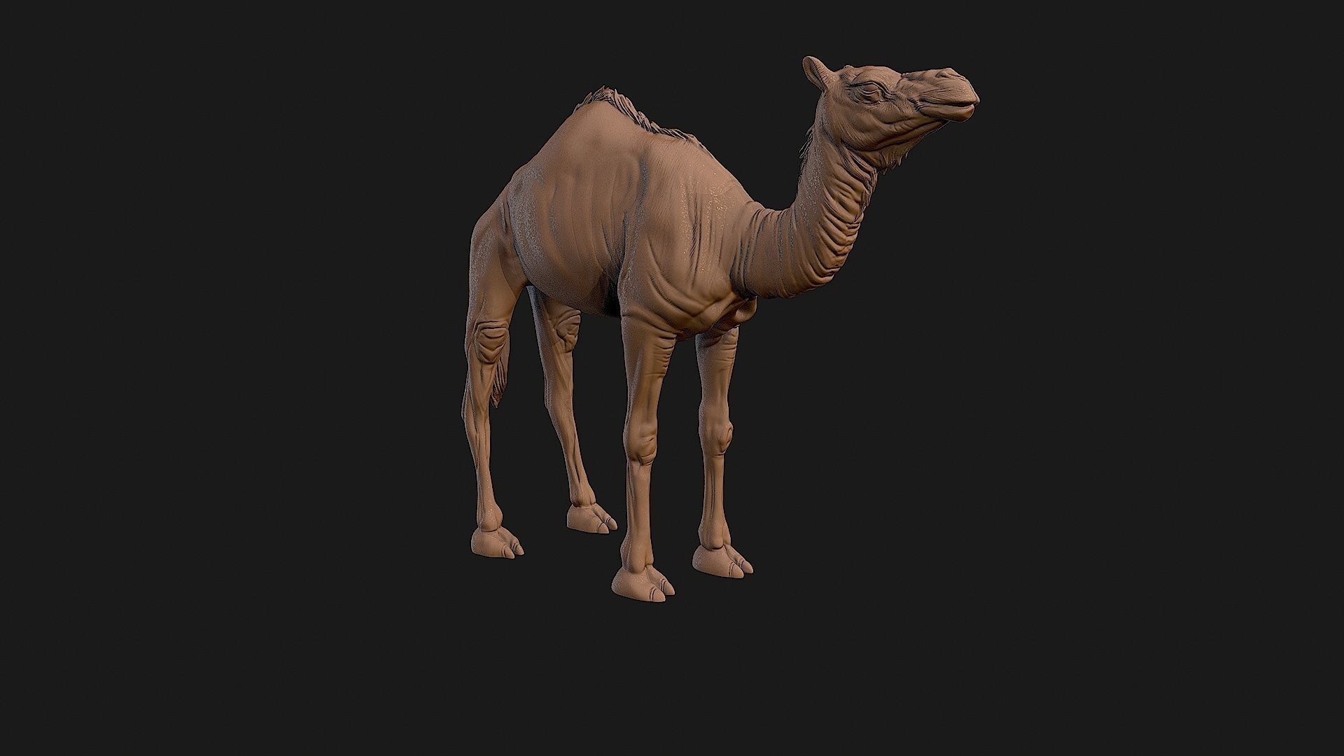 Camel 3D model ready to print 3D print model_25