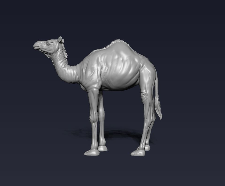Camel 3D model ready to print 3D print model_11