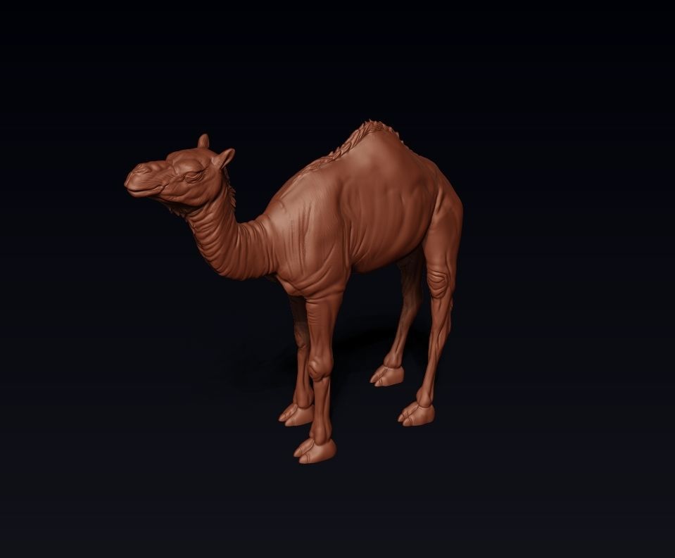 Camel 3D model ready to print 3D print model_12