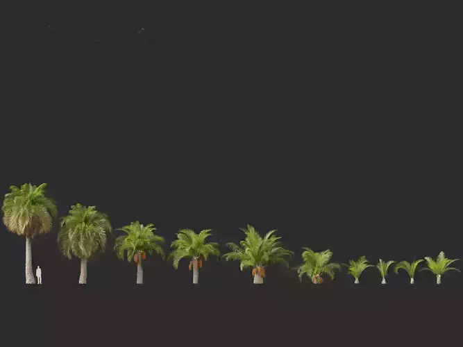 Butia capitata - jelly palm