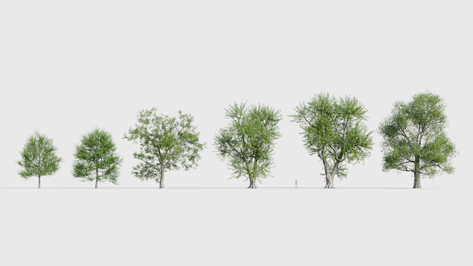 Ulmus laevis  European white elm 3D model_1