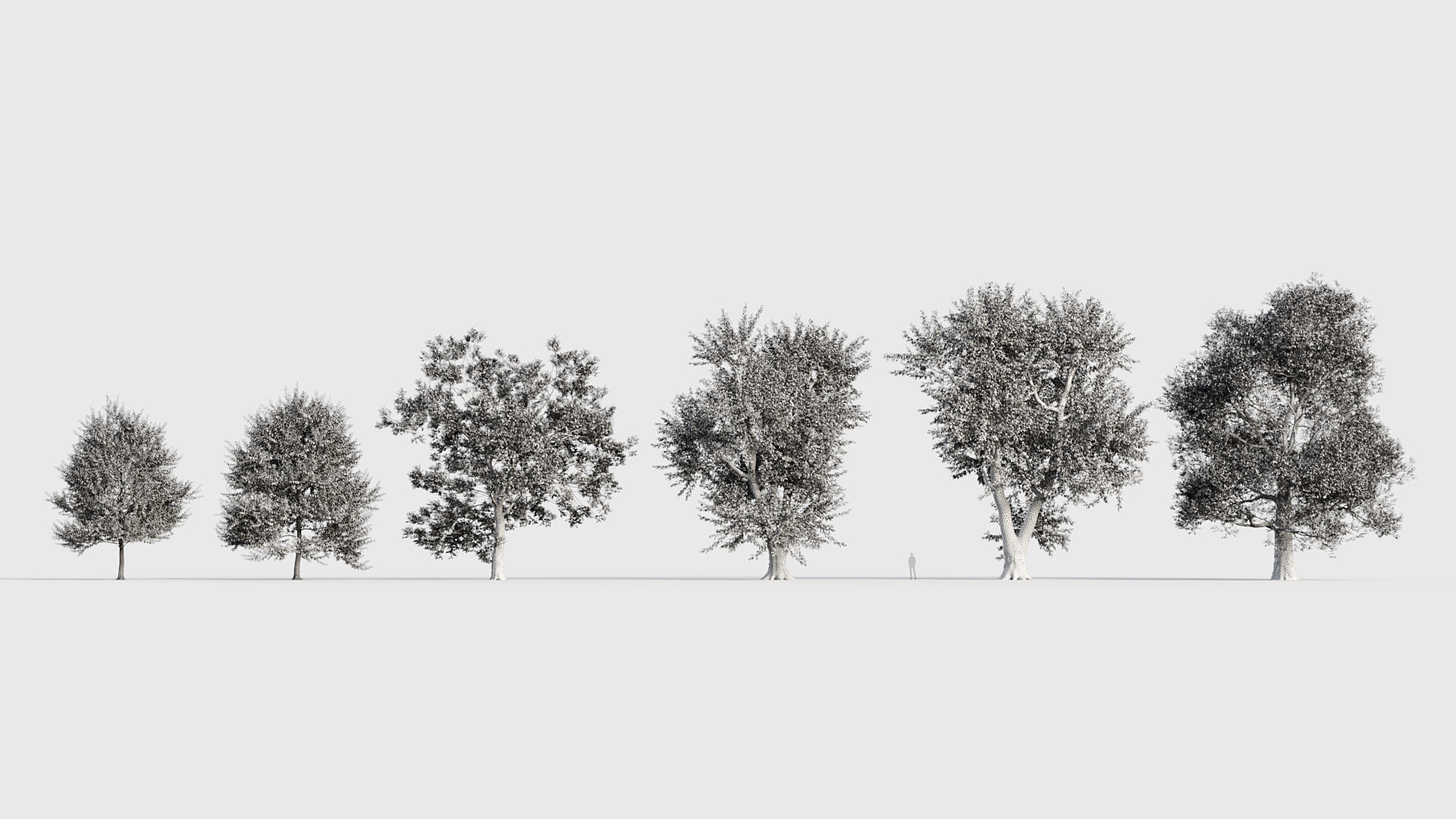 Ulmus laevis  European white elm 3D model_8