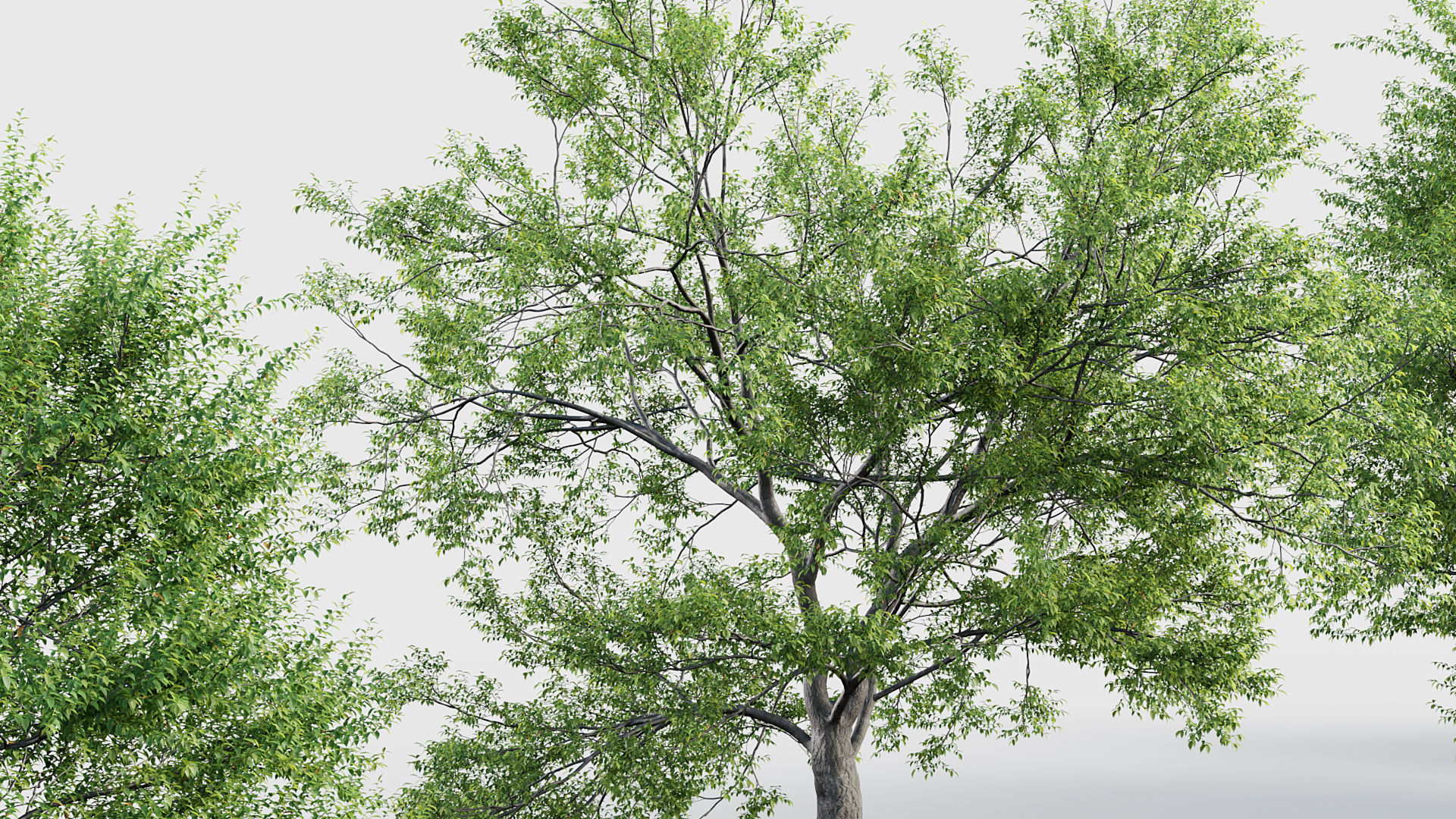 Ulmus laevis  European white elm 3D model_5