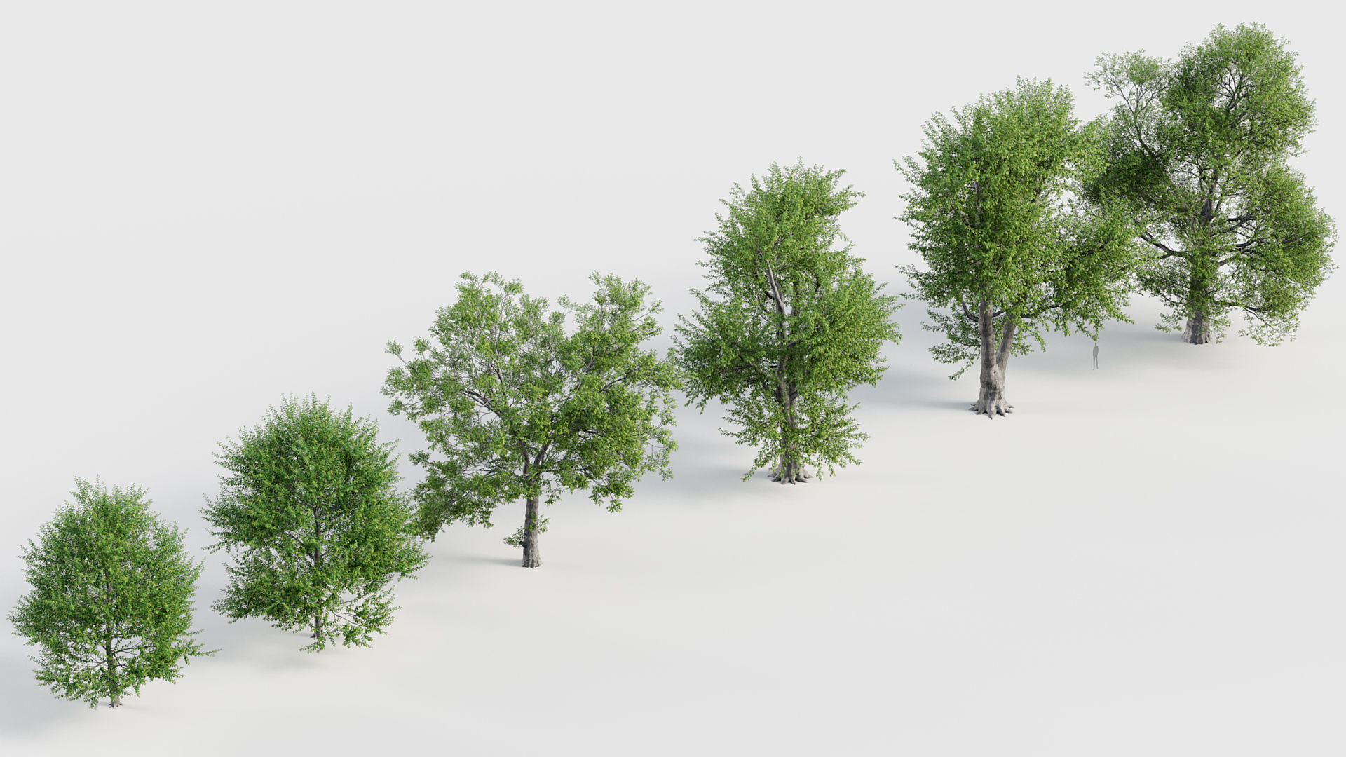 Ulmus laevis  European white elm 3D model_6