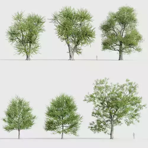 Ulmus laevis  European white elm 3D model
