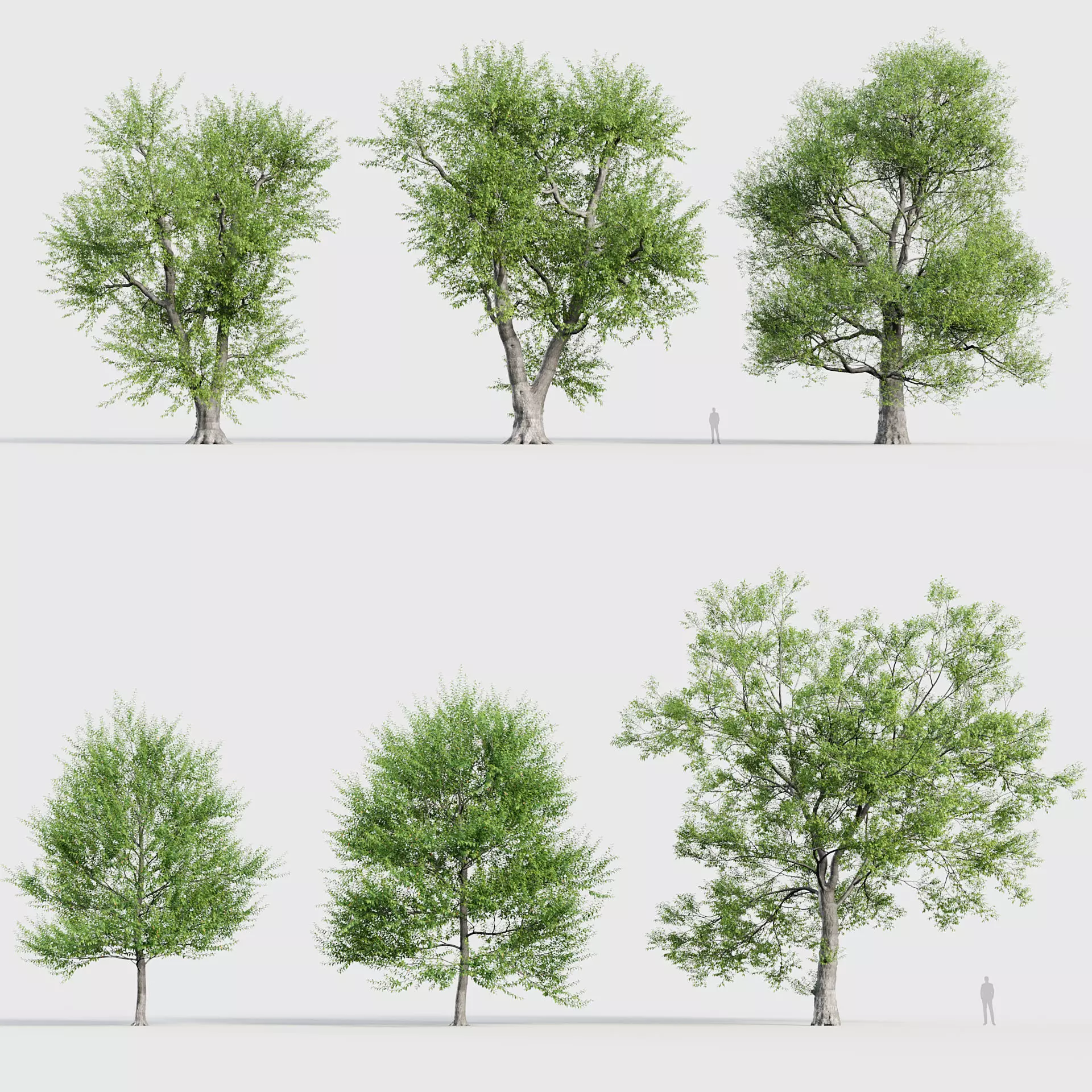Ulmus laevis  European white elm 3D model_0