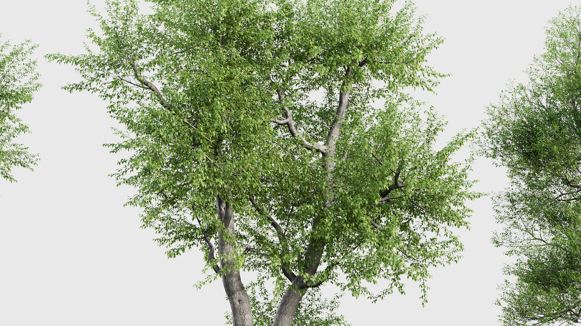 Ulmus laevis  European white elm 3D model_4