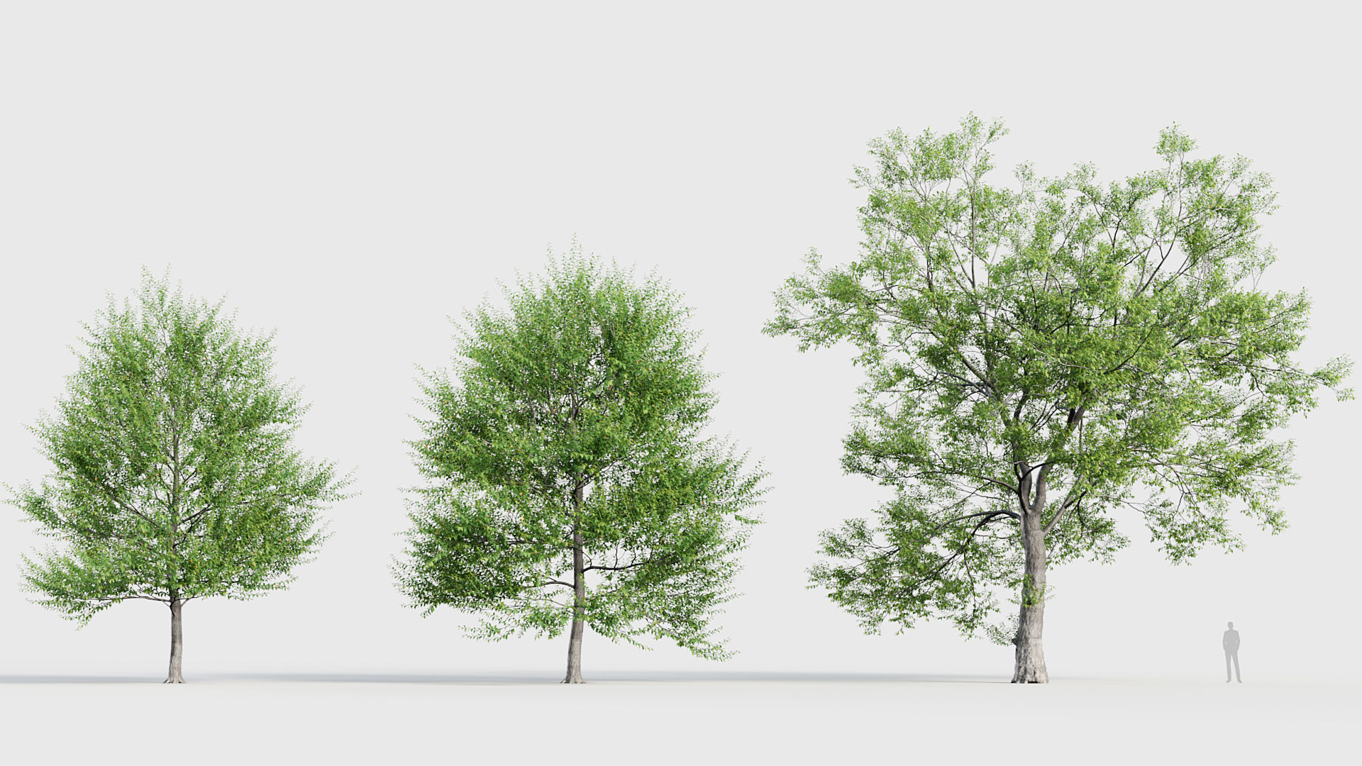 Ulmus laevis  European white elm 3D model_2