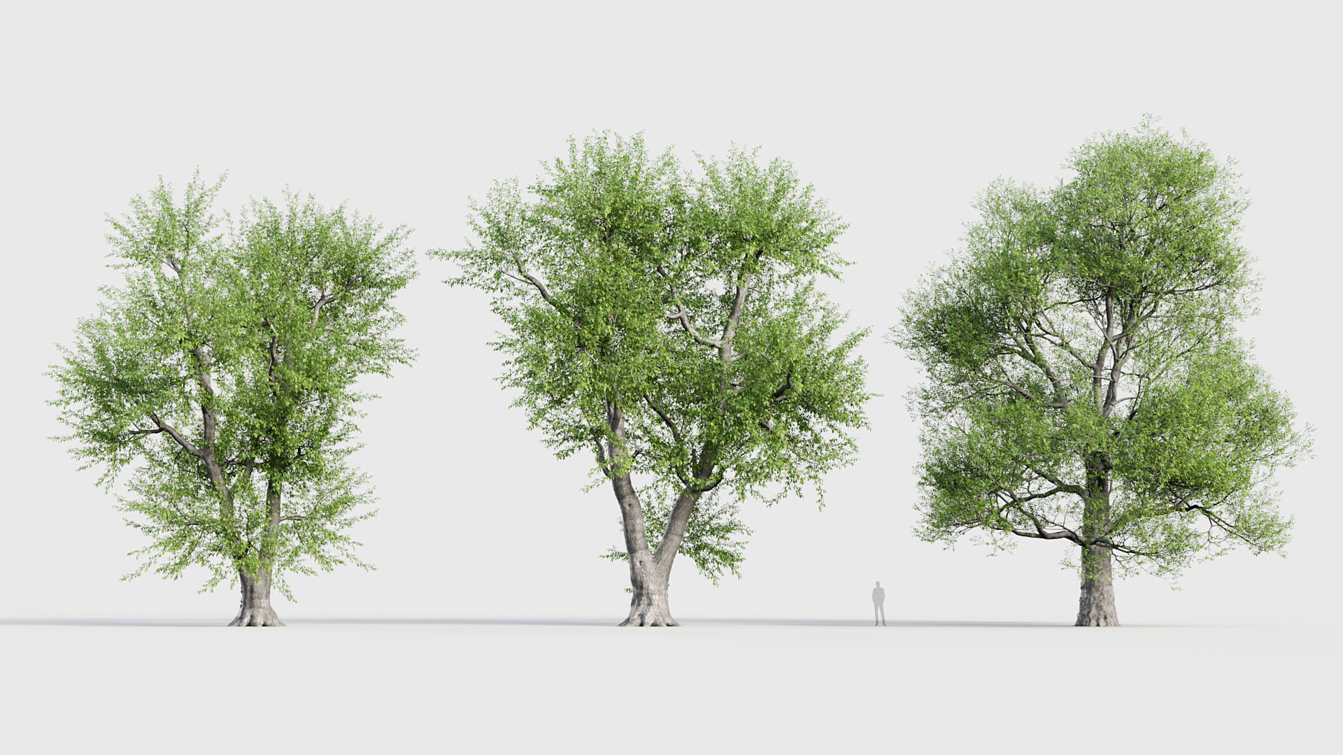 Ulmus laevis  European white elm 3D model_3