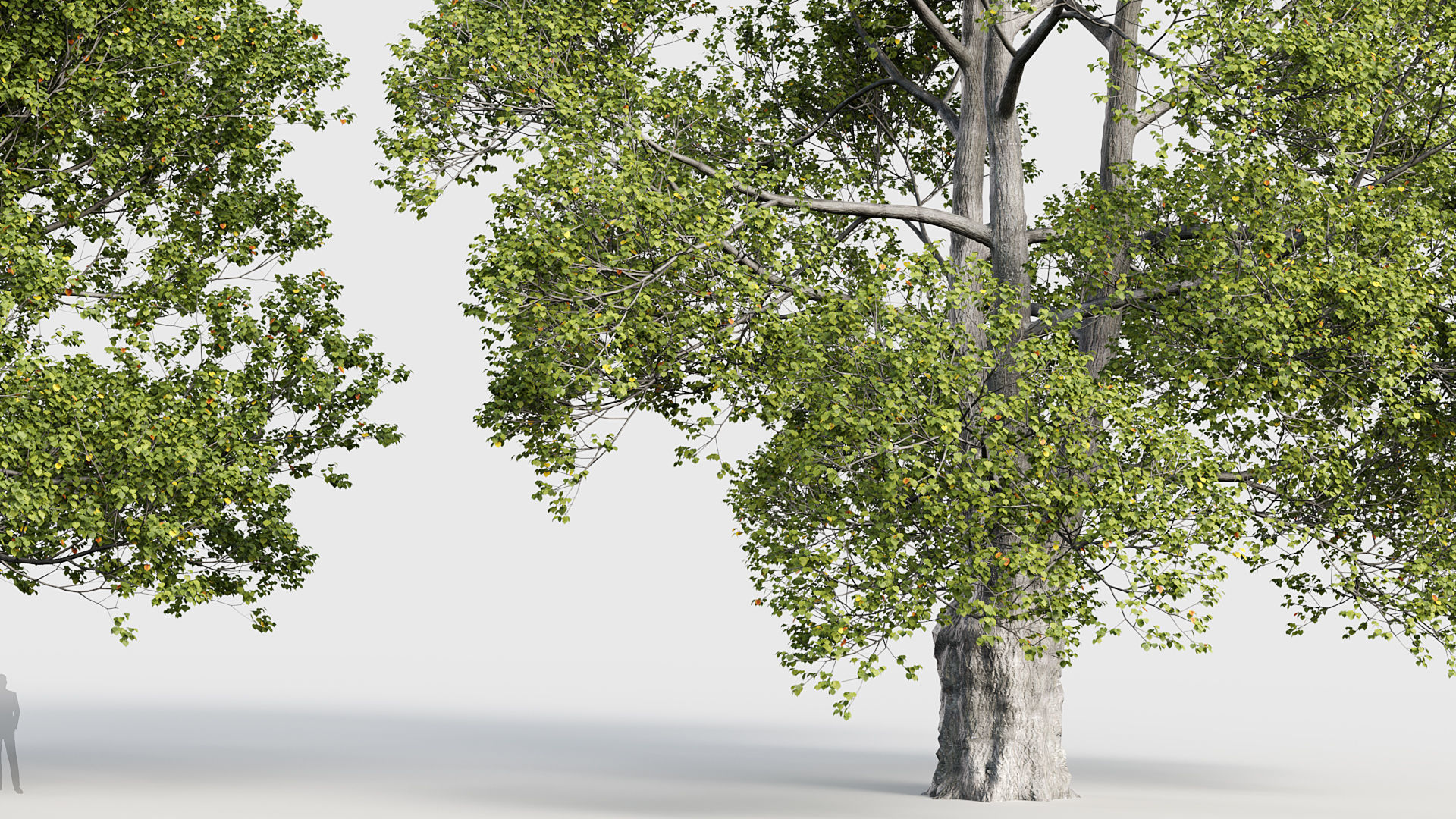 Tilia platyphyllos Bigleaf linden 3D model_4