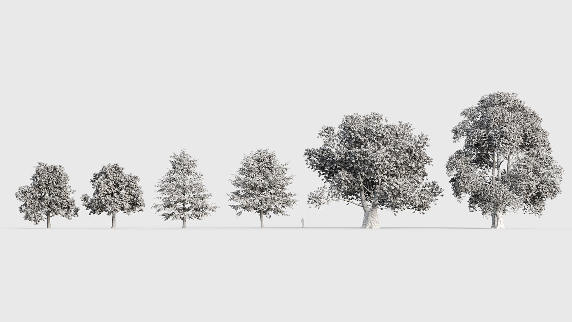 Tilia platyphyllos Bigleaf linden 3D model_8