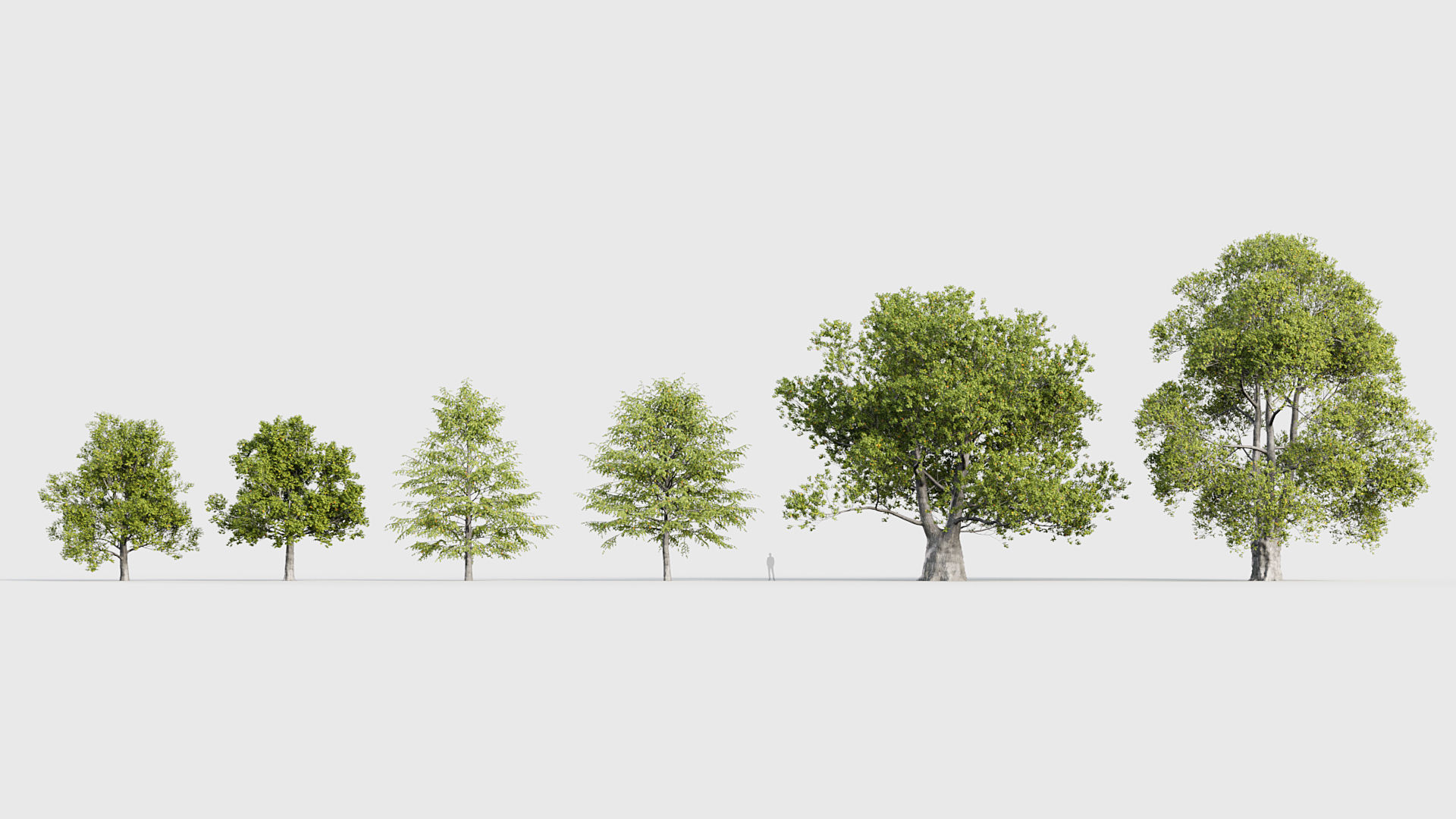 Tilia platyphyllos Bigleaf linden 3D model_1