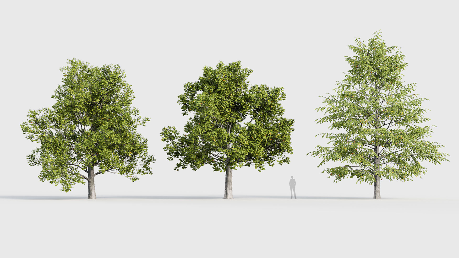 Tilia platyphyllos Bigleaf linden 3D model_2