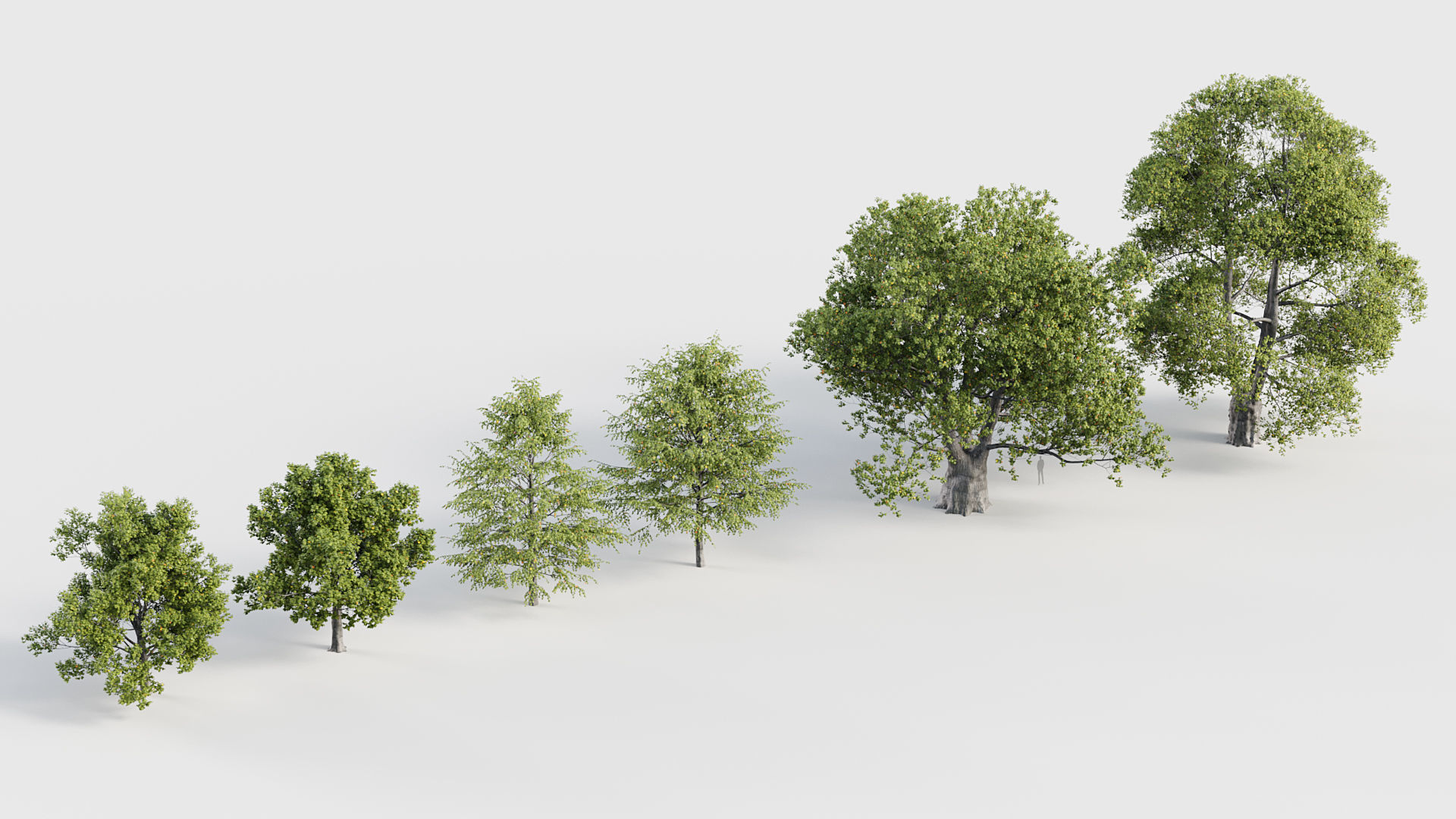 Tilia platyphyllos Bigleaf linden 3D model_6