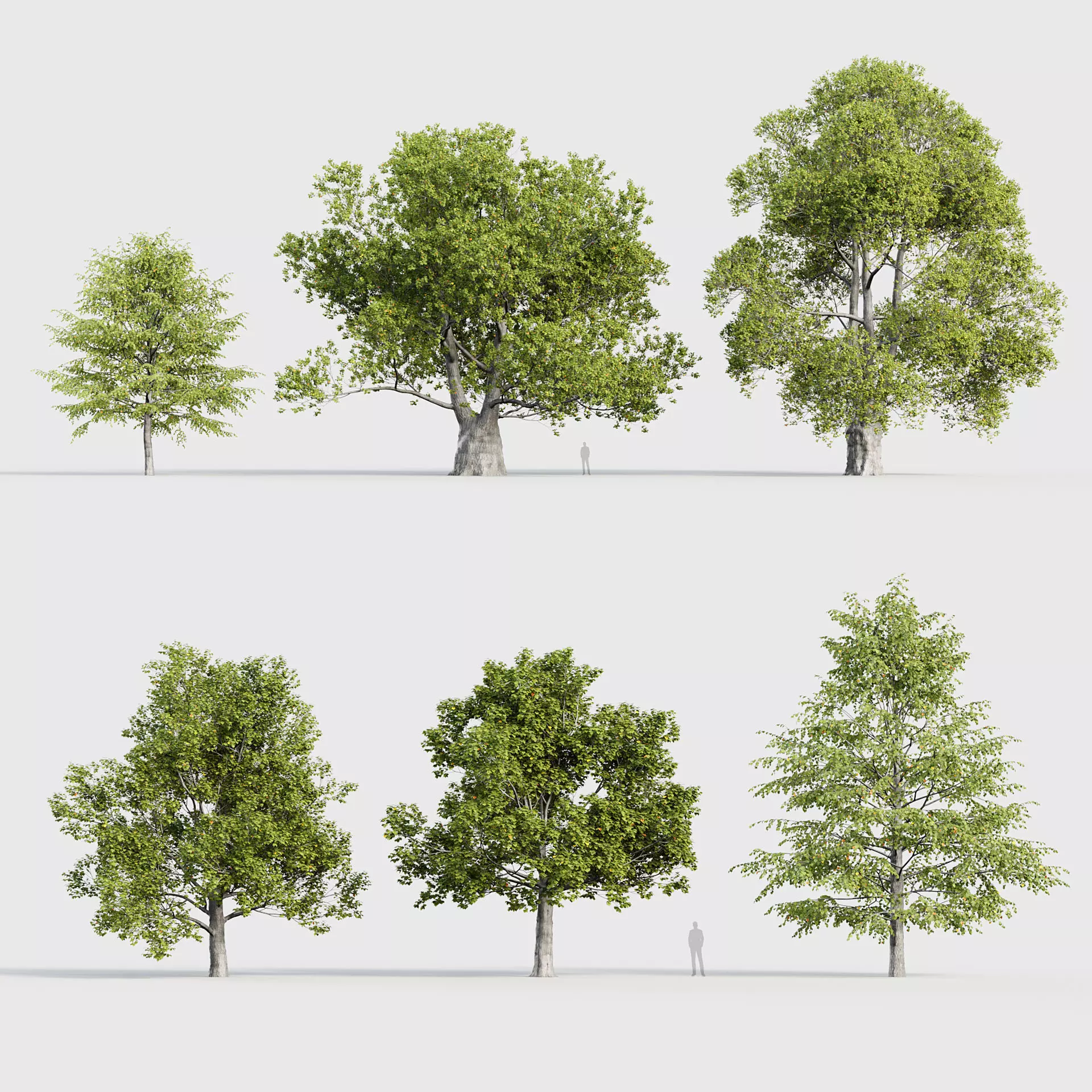 Tilia platyphyllos Bigleaf linden 3D model_0