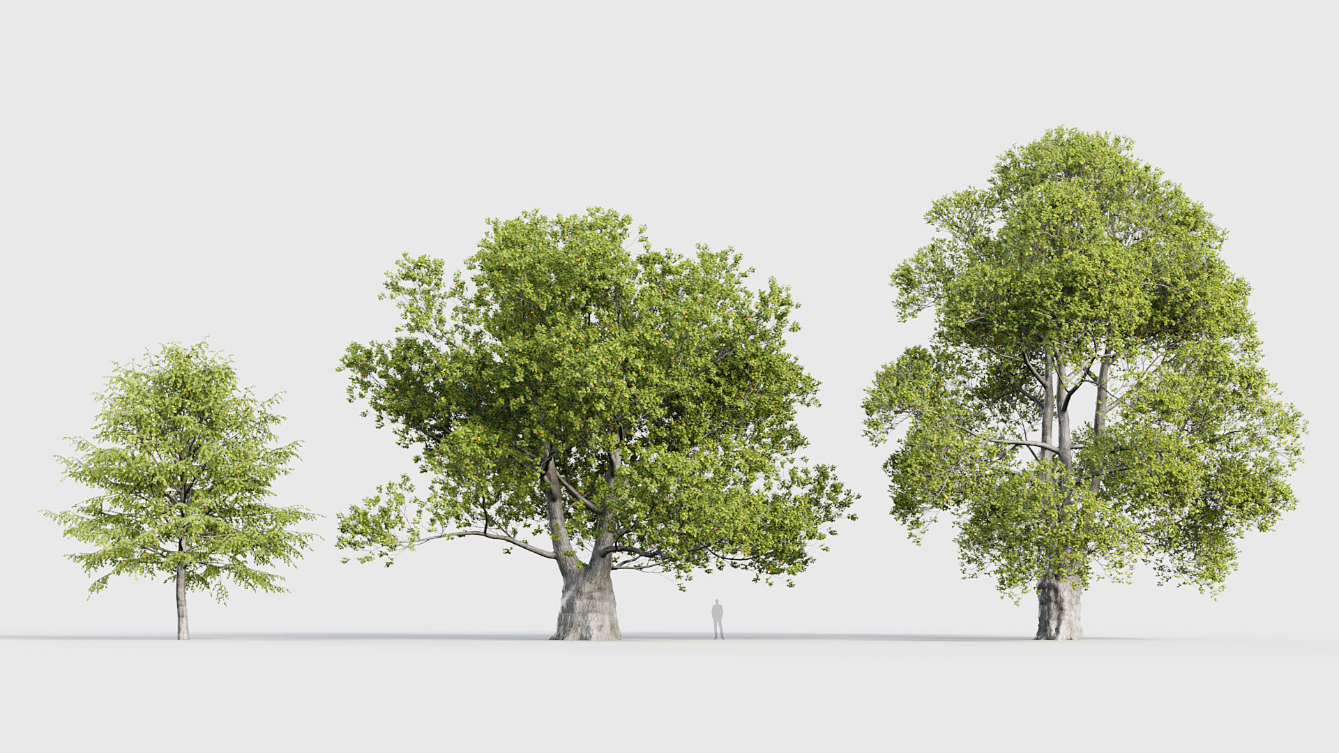 Tilia platyphyllos Bigleaf linden 3D model_3