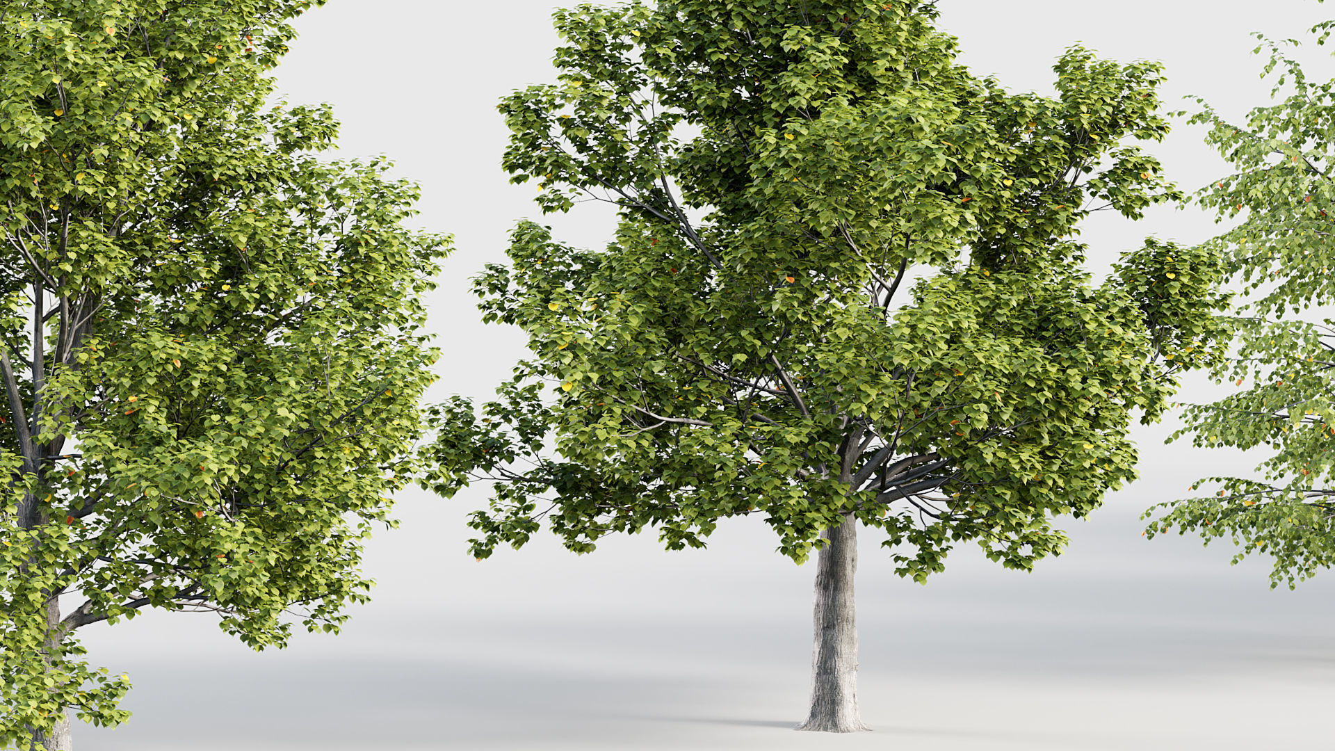 Tilia platyphyllos Bigleaf linden 3D model_5