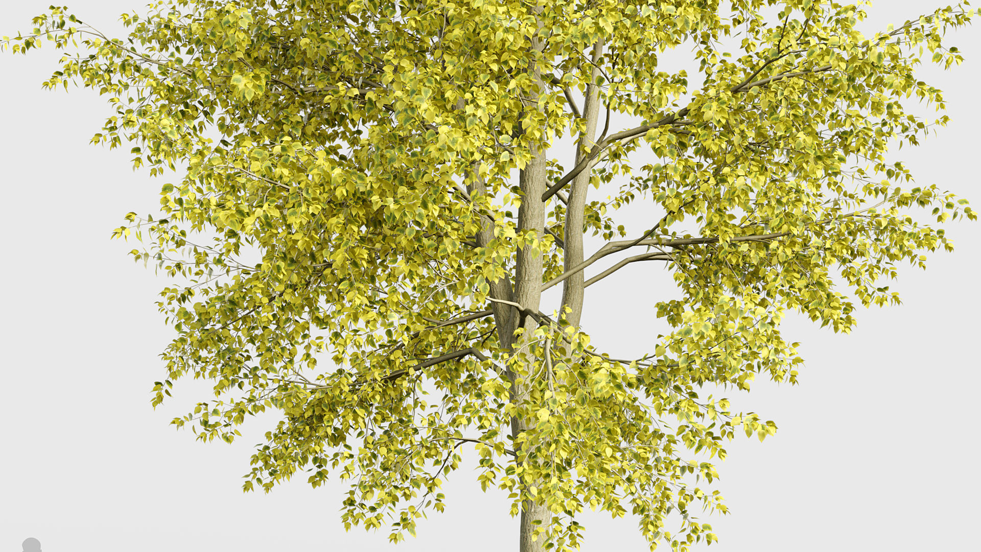 Populus x canadensis Canadian poplar 3D model_4