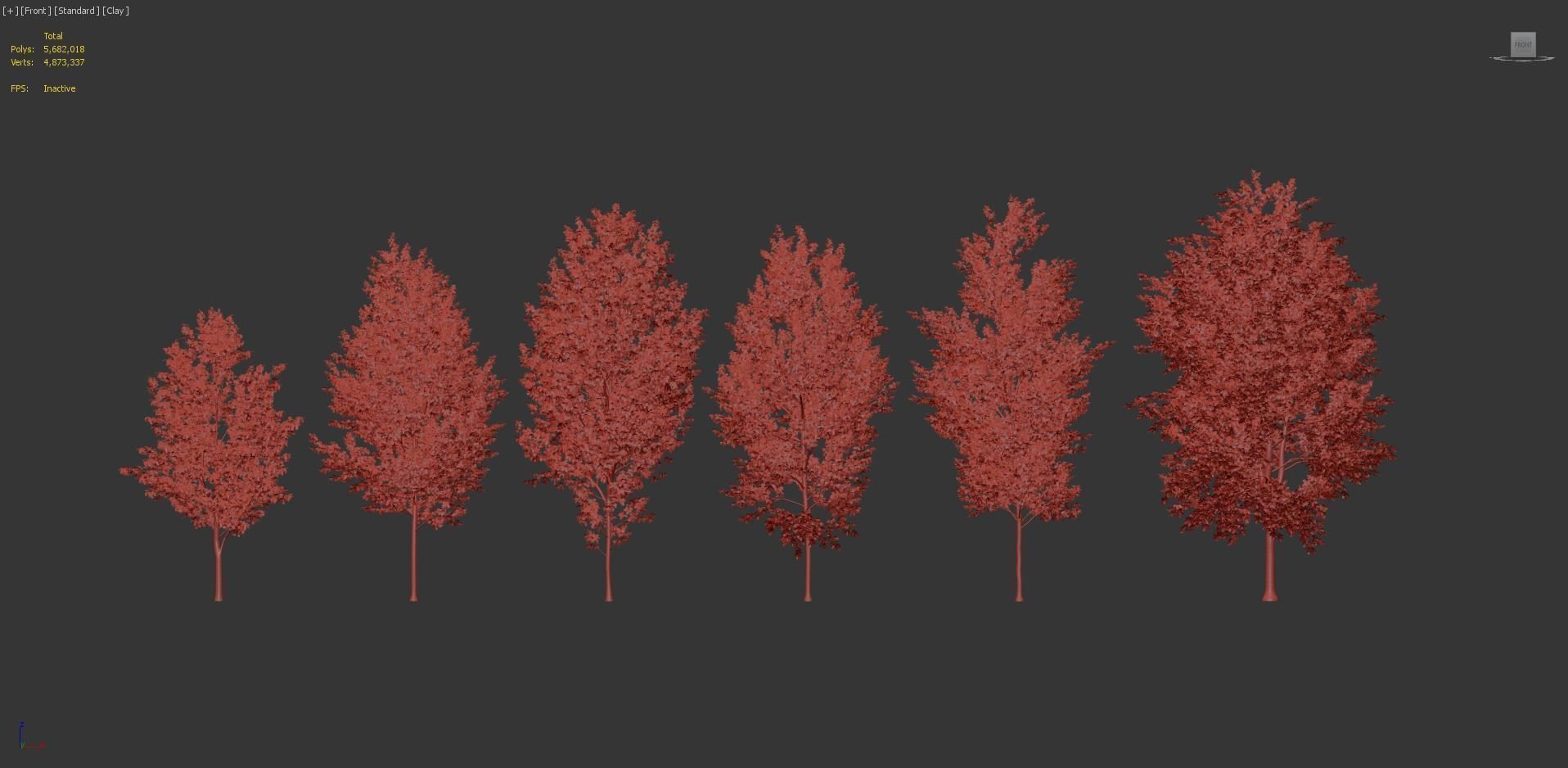 Populus x canadensis Canadian poplar 3D model_7