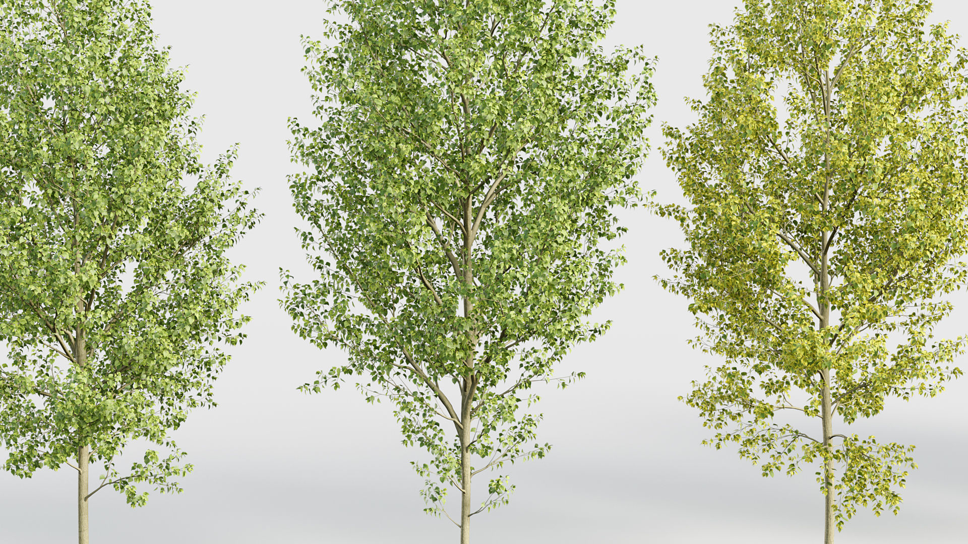 Populus x canadensis Canadian poplar 3D model_5