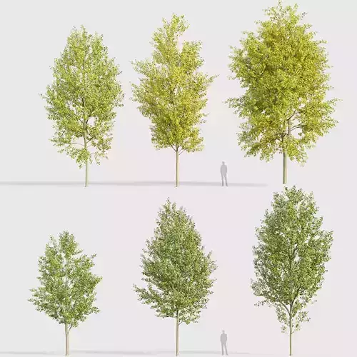 Populus x canadensis  Canadian poplar 3D model