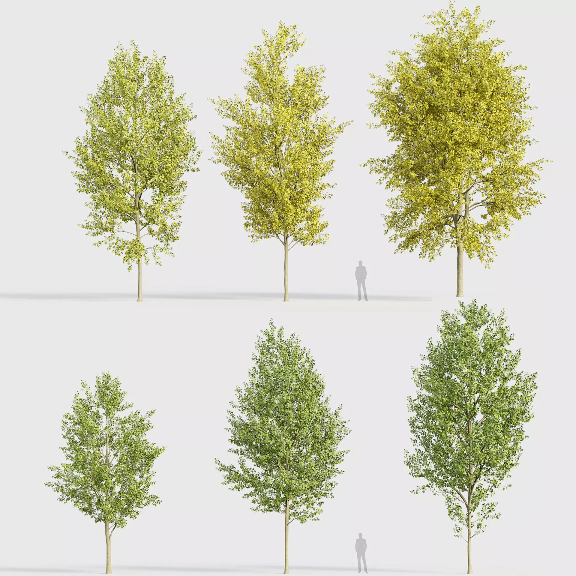 Populus x canadensis Canadian poplar 3D model_0