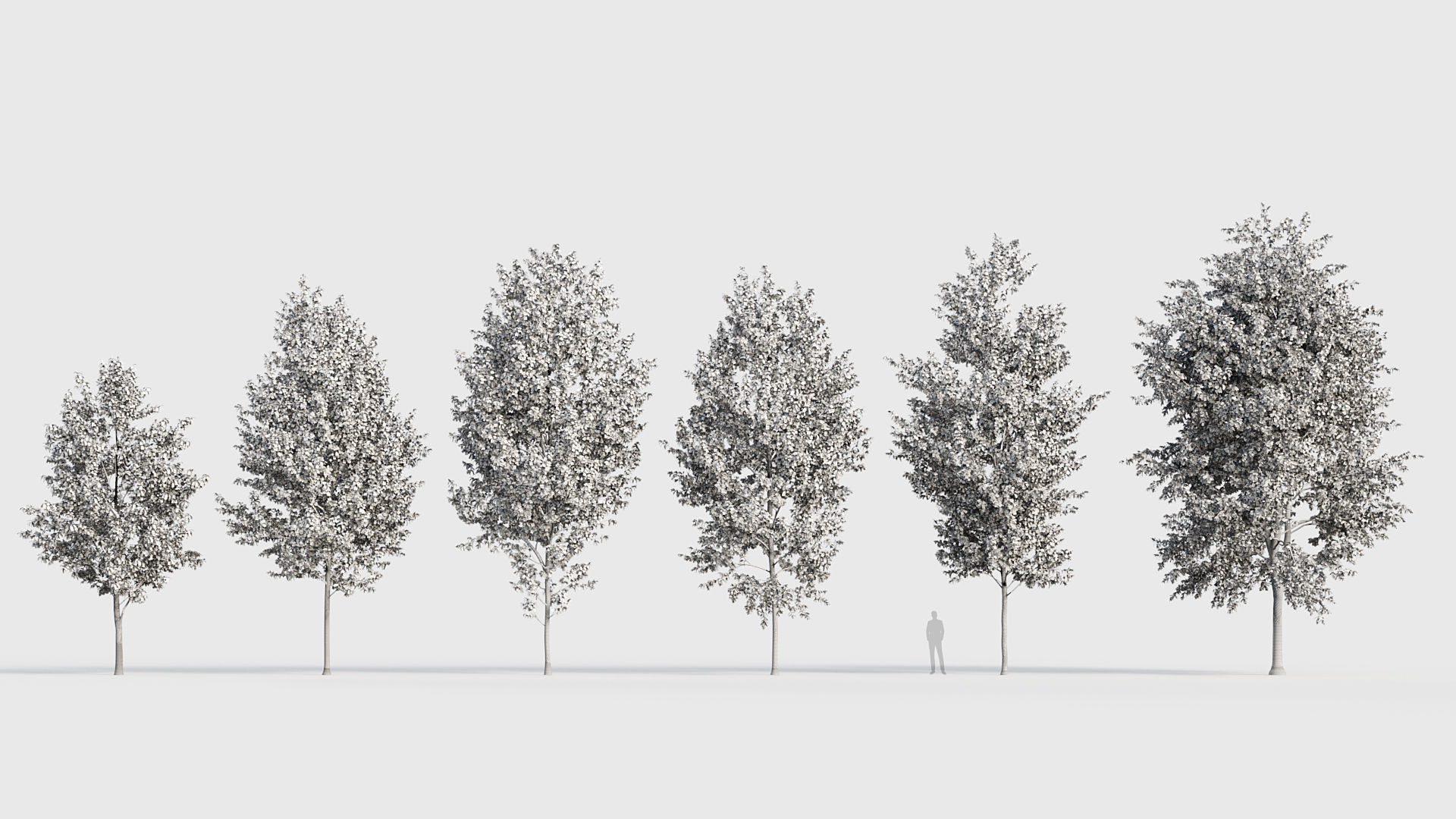 Populus x canadensis Canadian poplar 3D model_8
