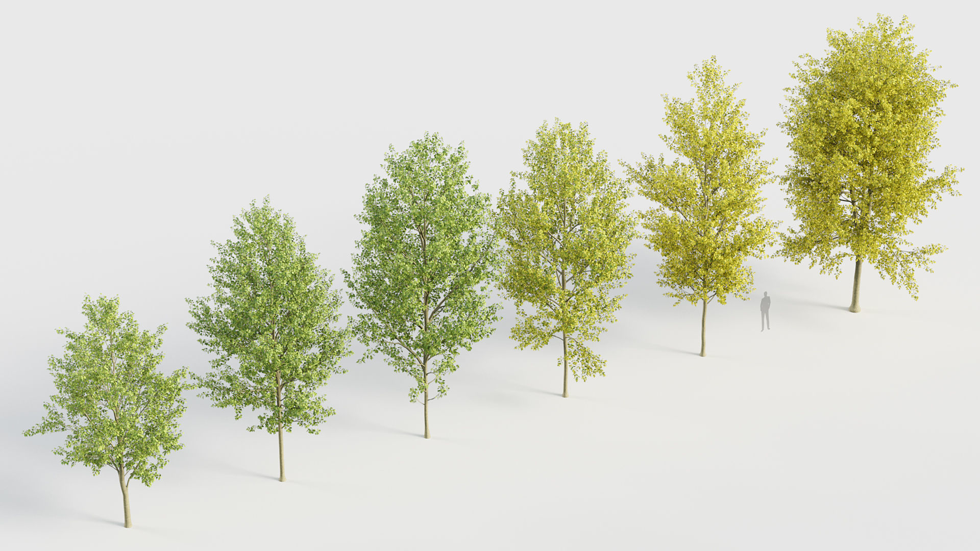 Populus x canadensis Canadian poplar 3D model_6