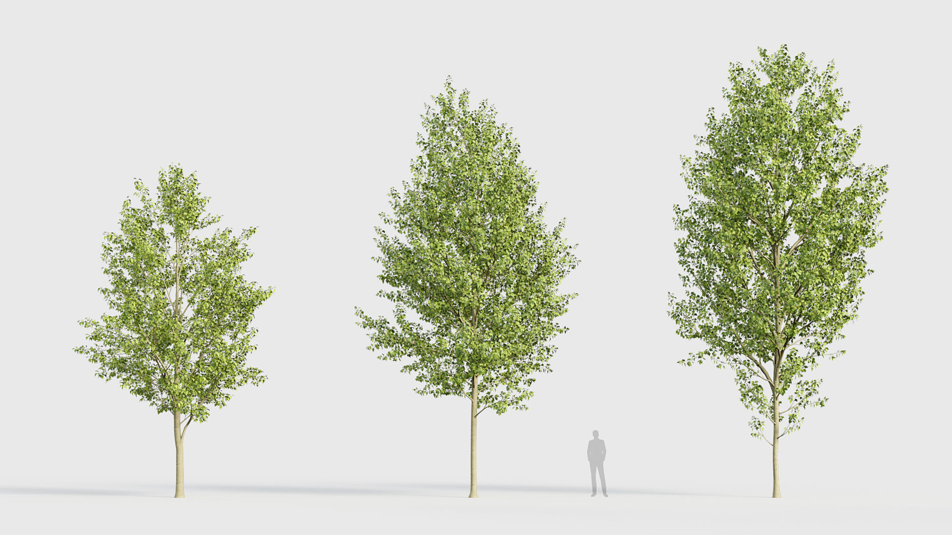 Populus x canadensis Canadian poplar 3D model_2