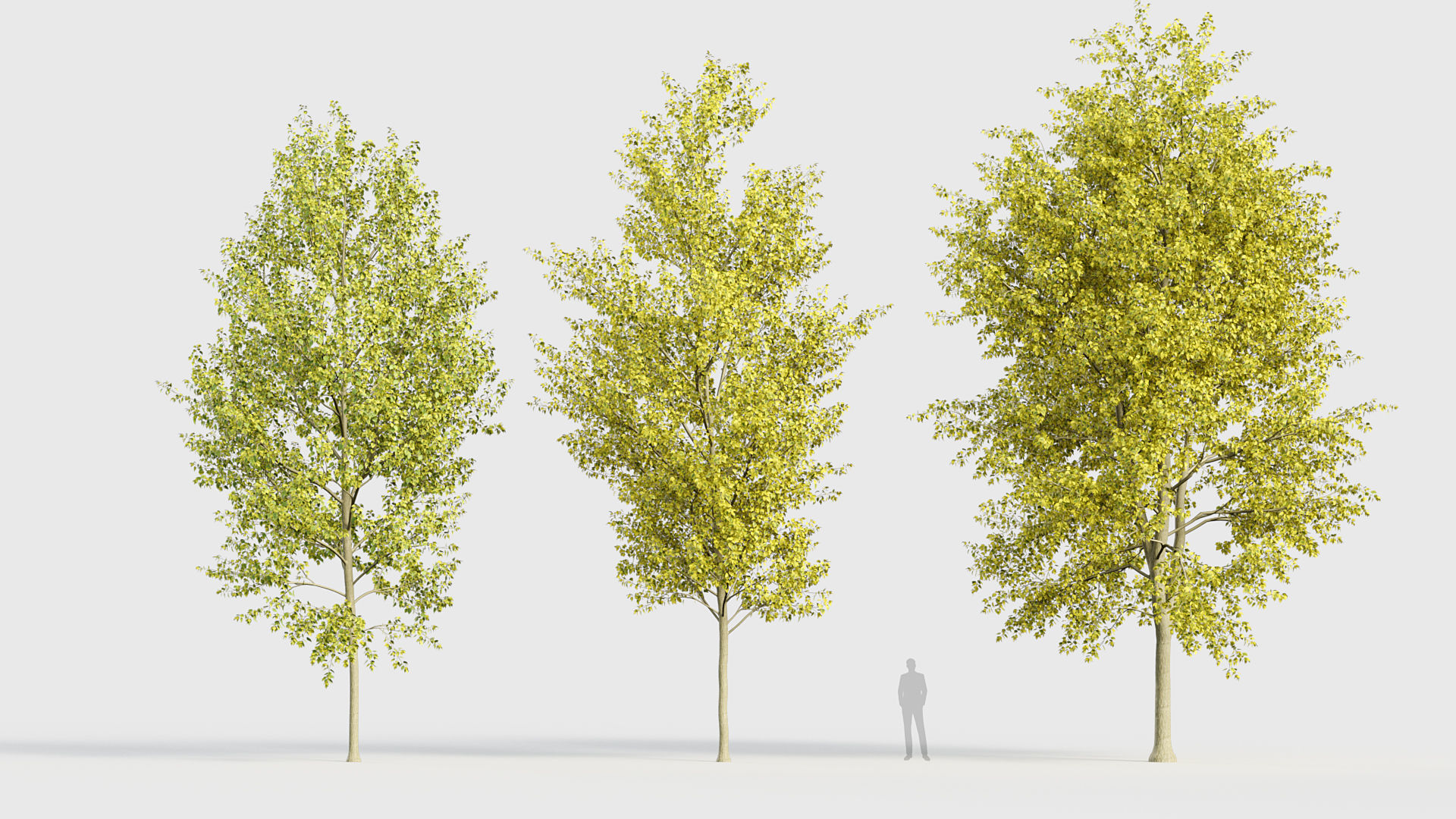 Populus x canadensis Canadian poplar 3D model_3