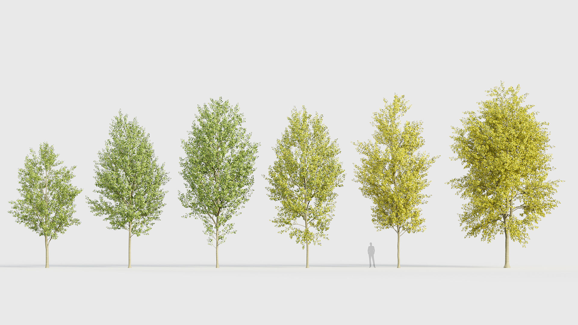 Populus x canadensis Canadian poplar 3D model_1