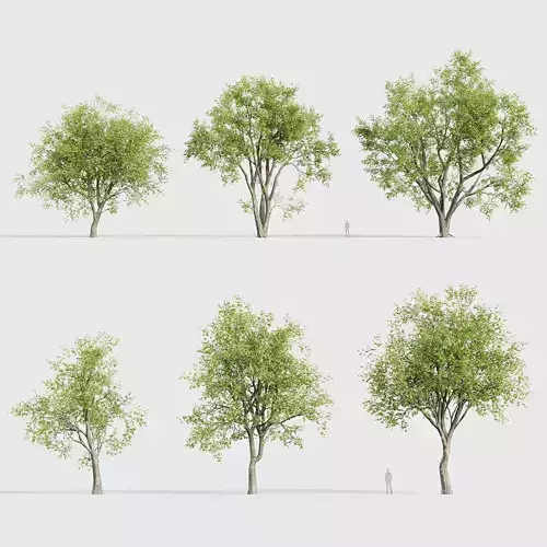 Platanus orientalis Oriental plane tree