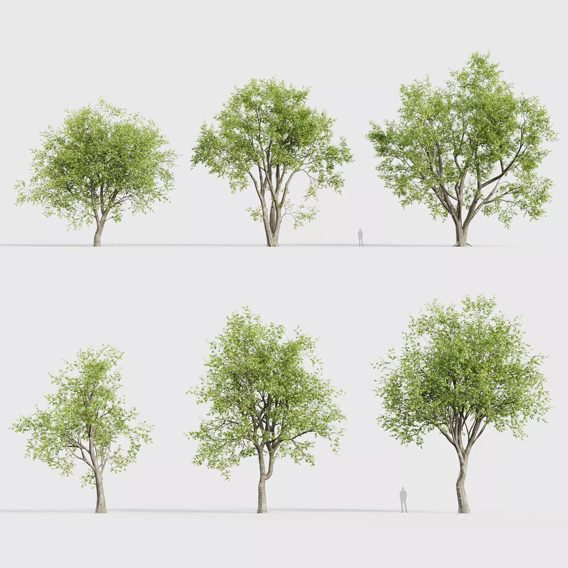 Platanus orientalis - Oriental plane tree 02 3D model