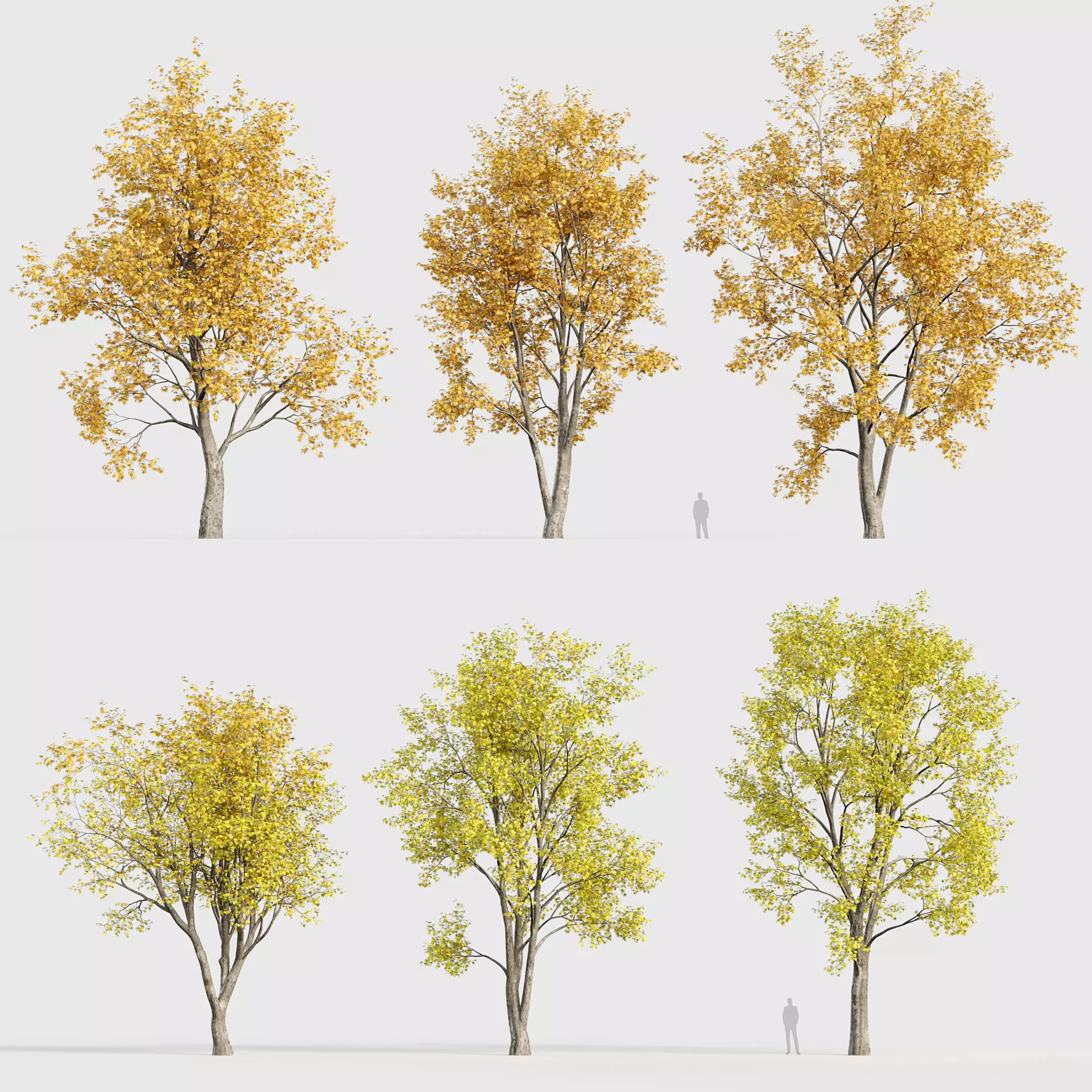 Platanus orientalis Oriental plane tree 3D model