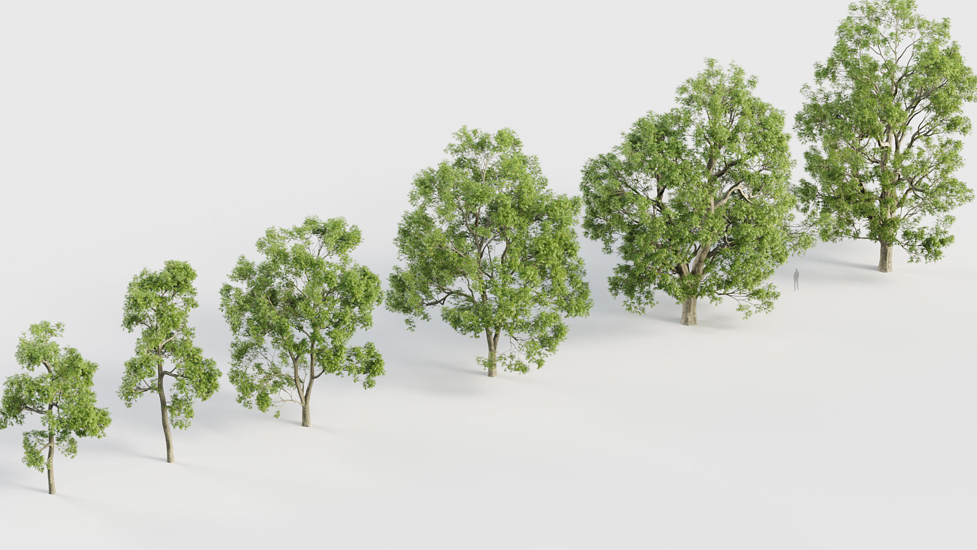 Fraxinus excelsior European ash 3D model_6