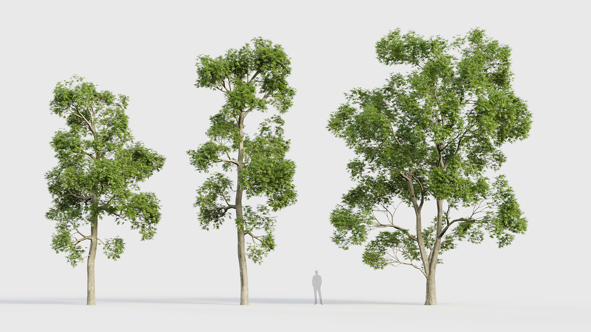 Fraxinus excelsior European ash 3D model_2