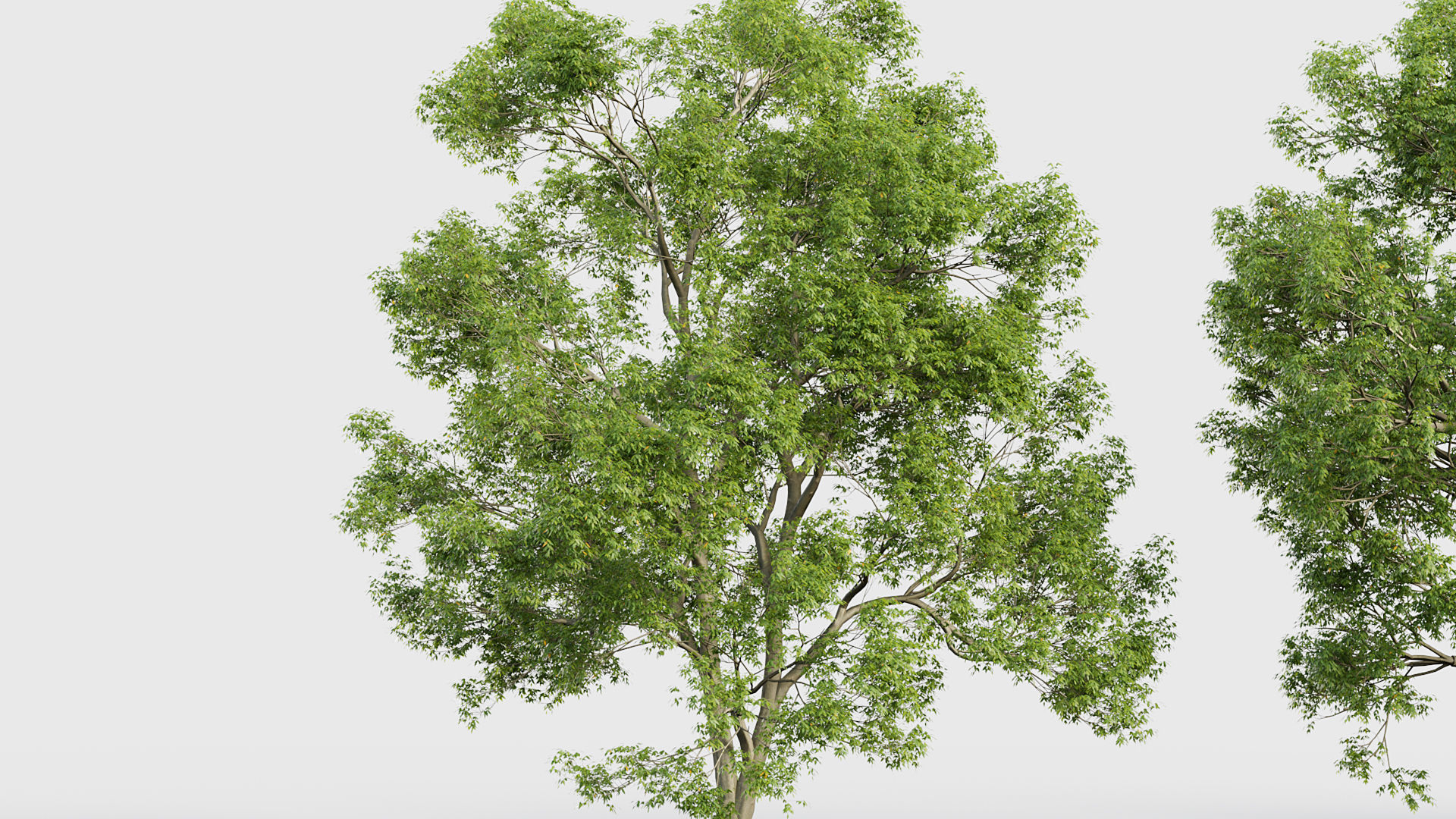 Fraxinus excelsior European ash 3D model_4
