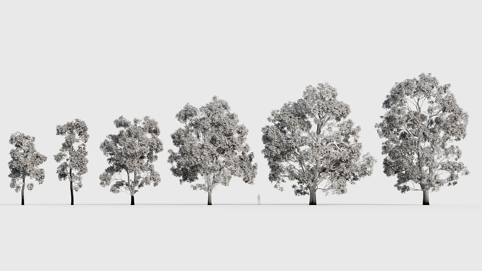 Fraxinus excelsior European ash 3D model_8