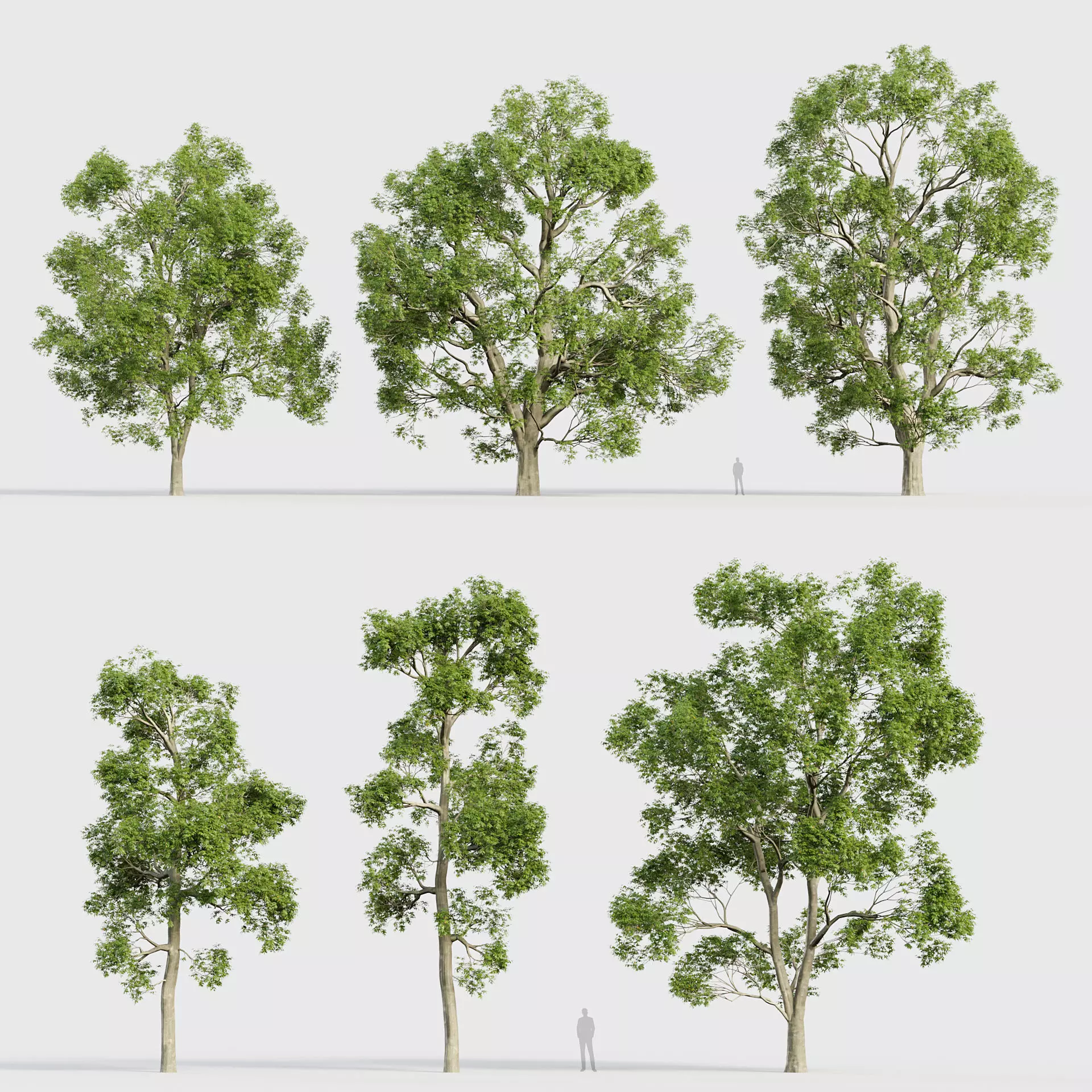 Fraxinus excelsior European ash 3D model_0