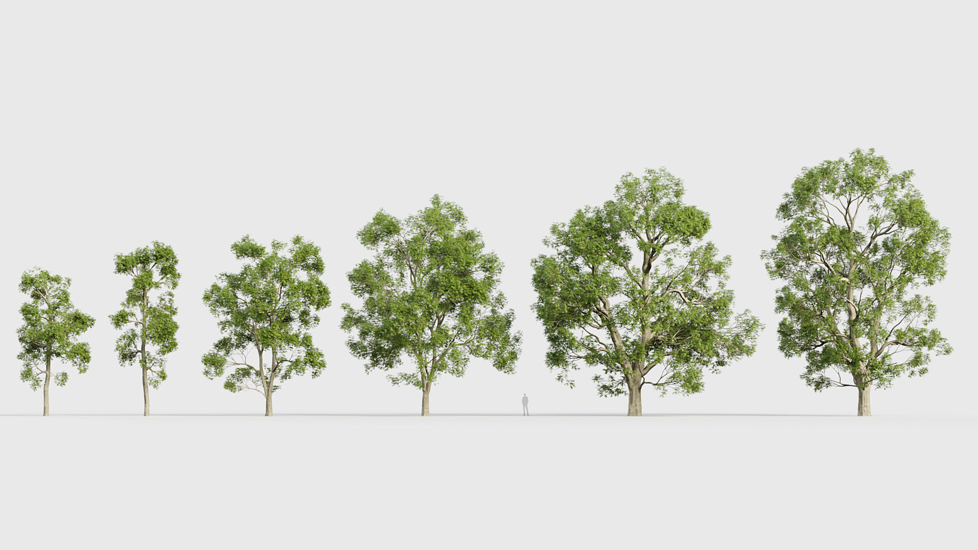 Fraxinus excelsior European ash 3D model_1