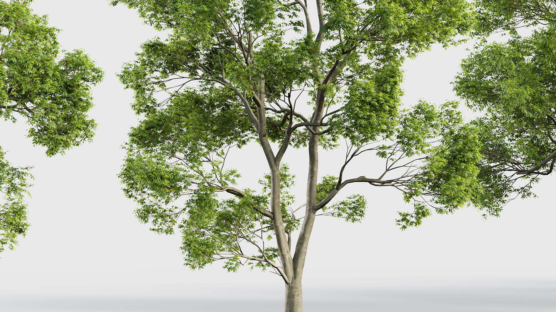 Fraxinus excelsior European ash 3D model_5
