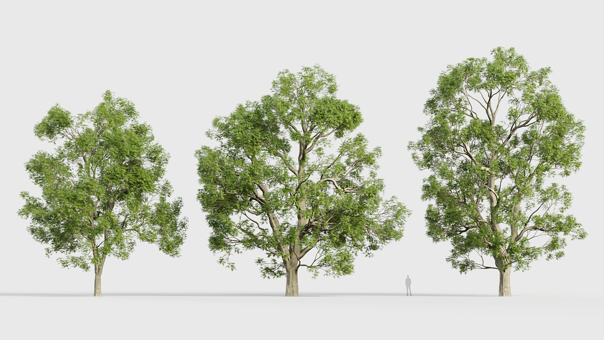 Fraxinus excelsior European ash 3D model_3