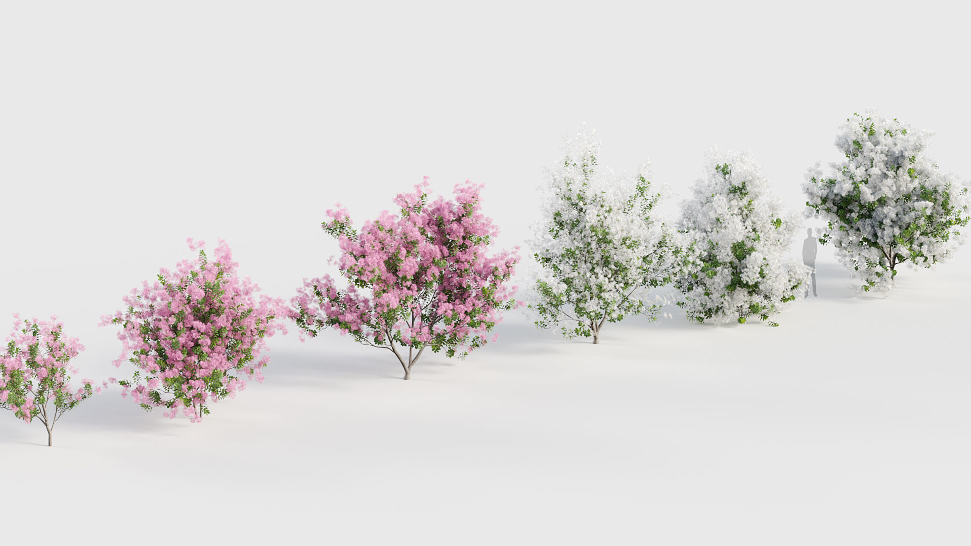 Cotinus coggygria Smoketree 3D model_6